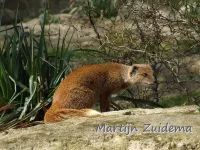 Mangoesten [Herpestidae]